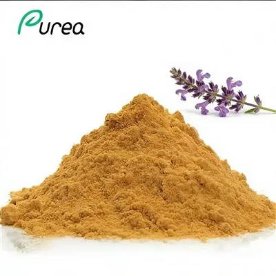 Ajuga Turkestanica Extract Powder