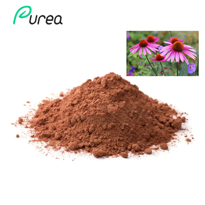 Bulk Echinacea Extract Powder